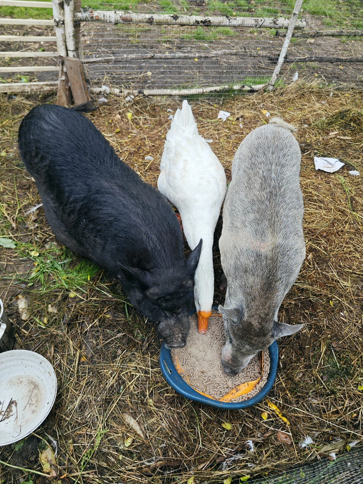 Юнити, глэмпинг