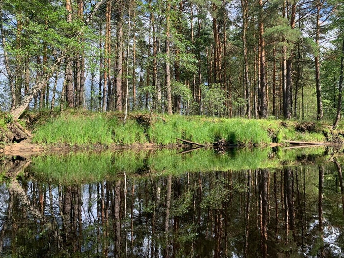 Клюква, лесной глэмпинг